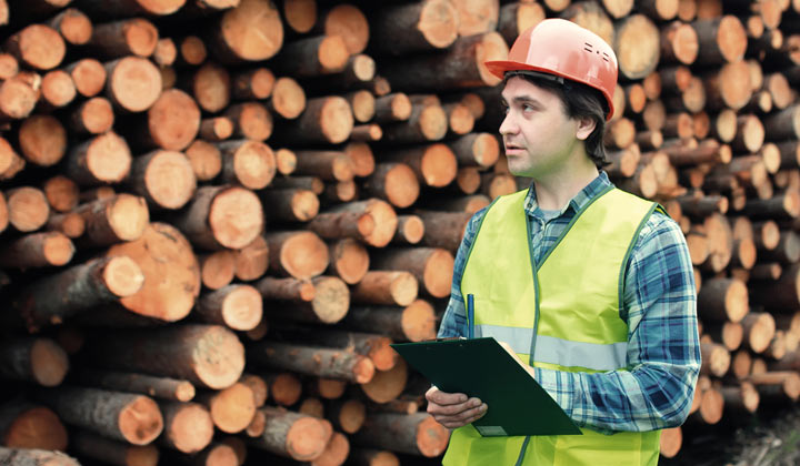 lumber mill inspector by logpile
