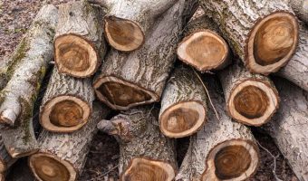 Black Walnut wood log pile