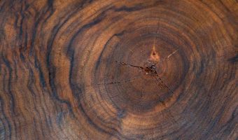 Black Walnut wood tree stump