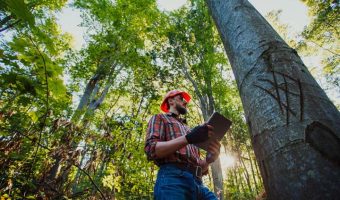 forestry worker selecting trees to cut down