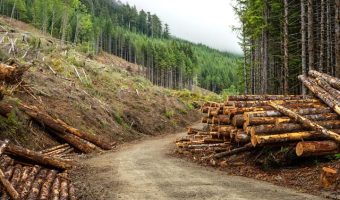 logging activity on forest near road