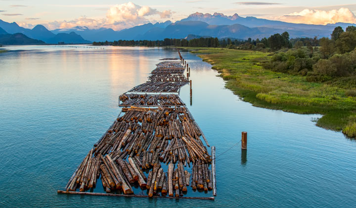 newly cut logs being transported down river